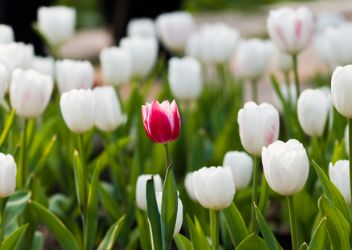 Les entreprises tirent-elles parti de la diversité et de l'inclusion ?