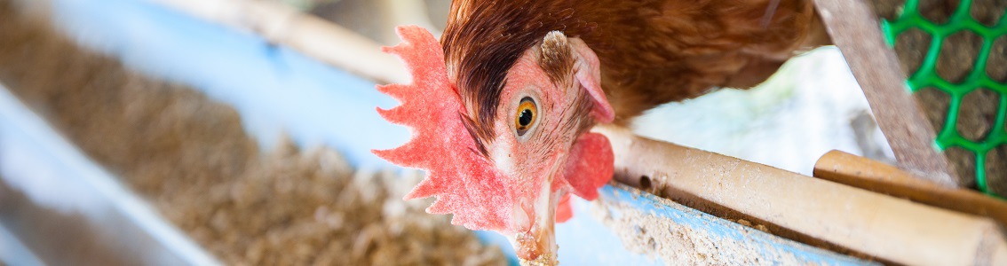 Elevage de volaille