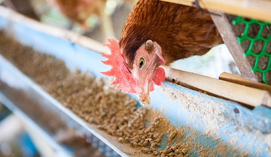 Management du bien-être animal