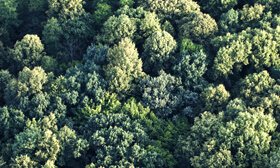 Certification de la chaîne de traçabilité FSC®.