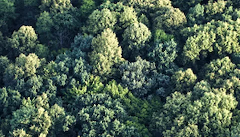 Certification de la chaîne de traçabilité FSC®.