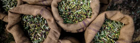 olive oil