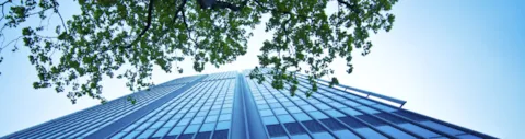 Modern office building and a tree