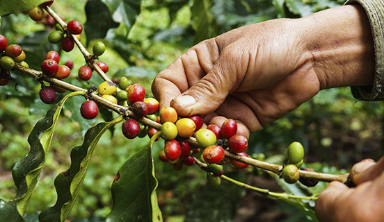 Supply Chain – Certification de processus de chaîne d’approvisionnement responsable