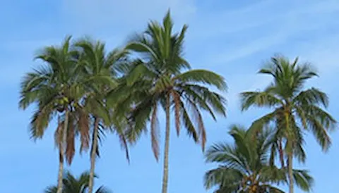 Round Table on Sustainable Palm Oil (RSPO)