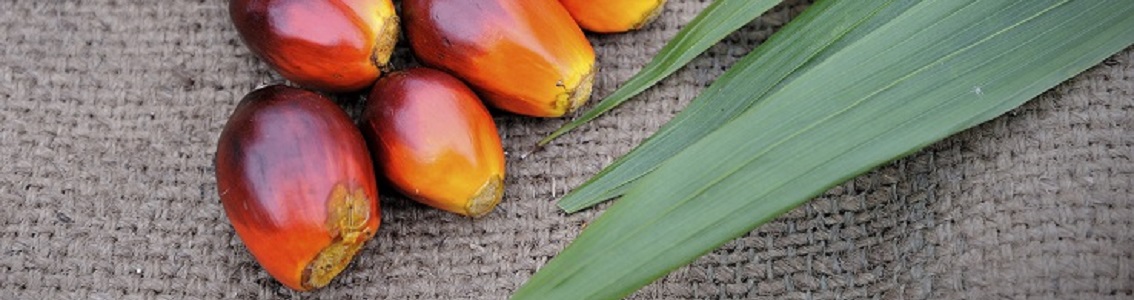 Certification RSPO, Chaîne d'approvisionnement en huile de palme - supply chain