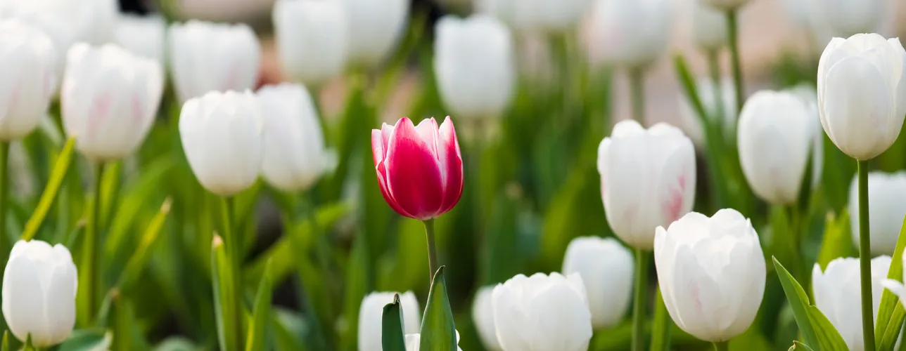 One red tulip in a sea of white tulips